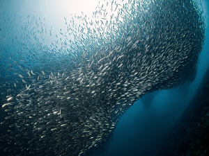 "Sardines Tornado" 

Like a tornado passing on surface,... by Henry Jager 